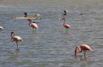 Flamingos se alimentam em lago do Parque Nacional Washington-Slagbai, no norte de Bonaire